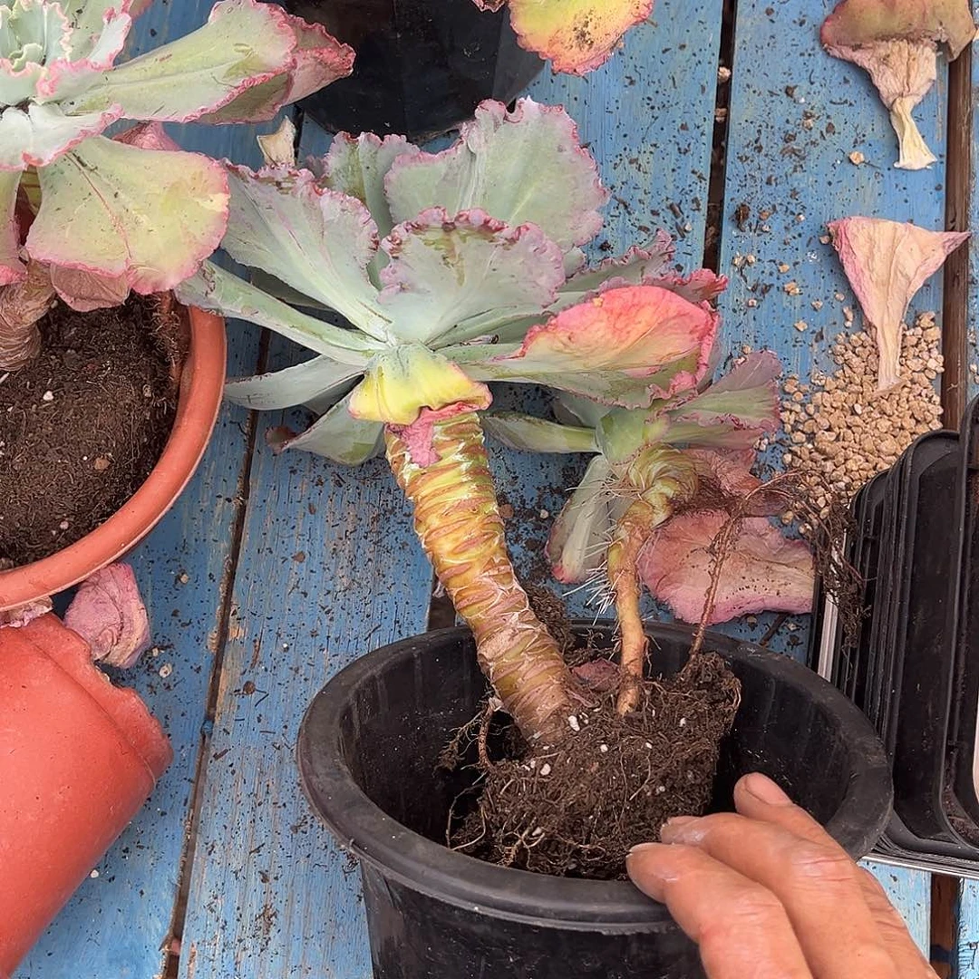 舞会9.99多肉植物单头