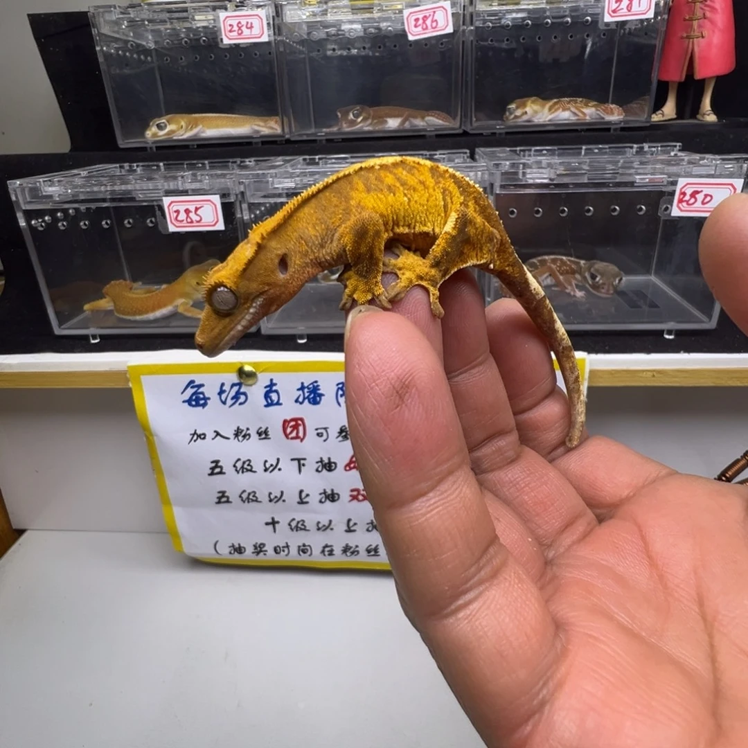 睫角守宫超级小丑