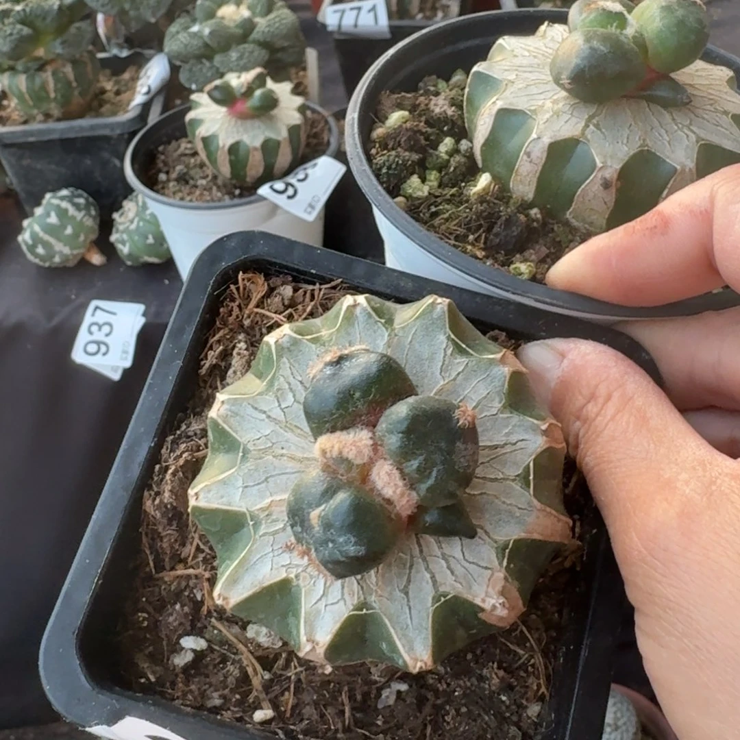 【闪购商品】湫*371.318两颗蛋尤