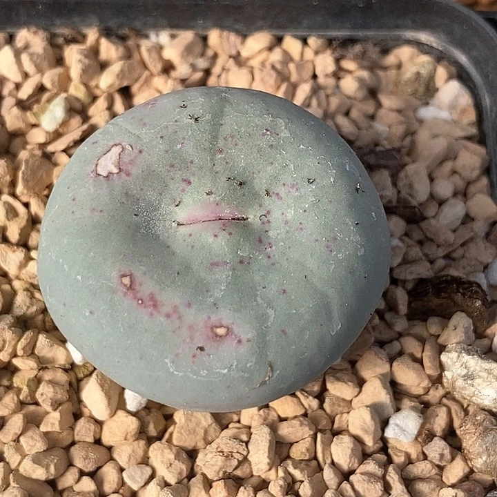 29529单头dows一颗