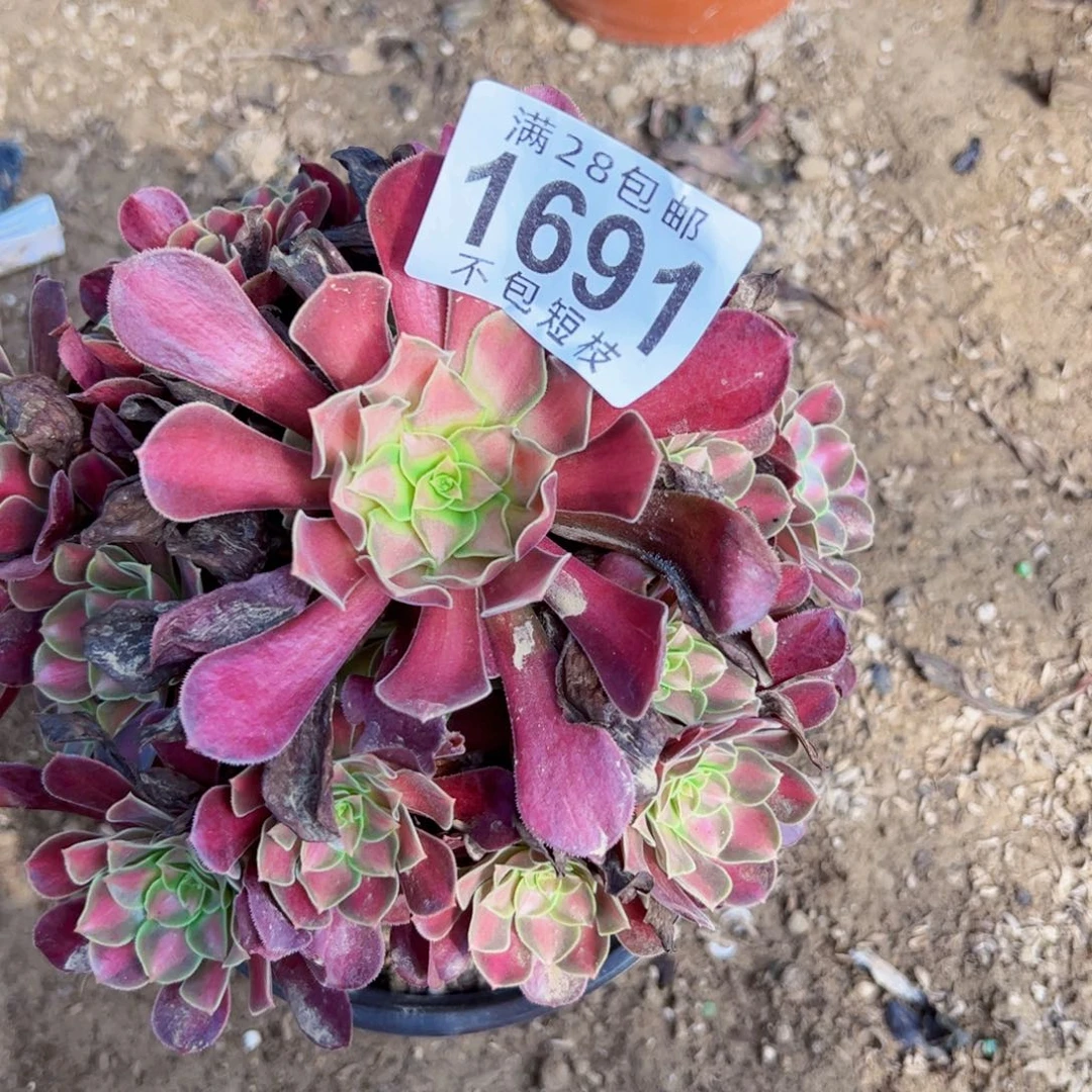 红日多肉植法师1691