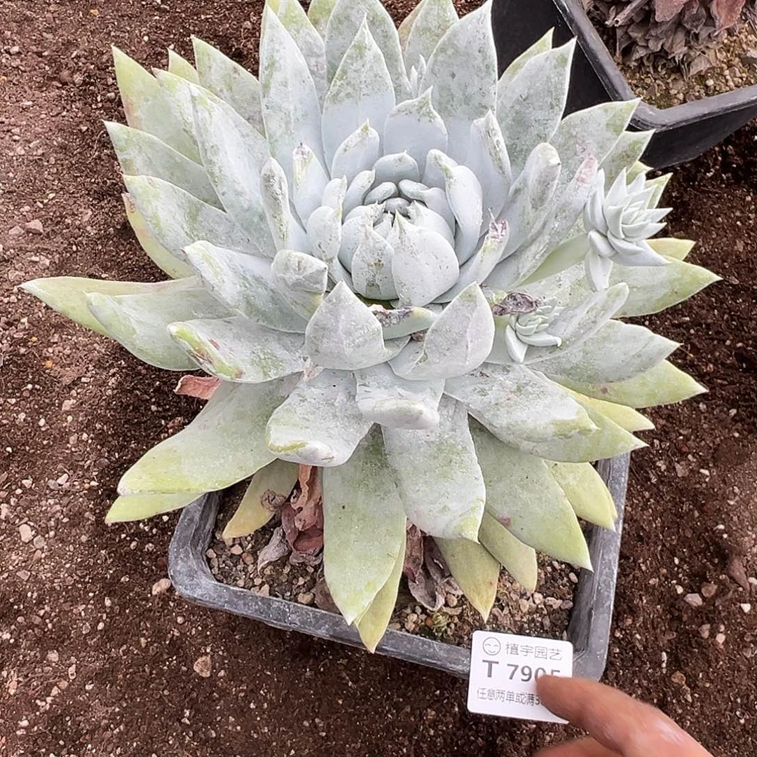 7905牡丹雪山多肉
