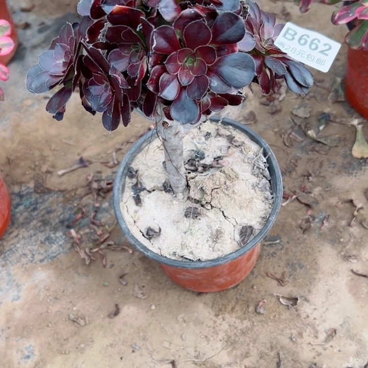 662圆叶多肉植物yo有掉头