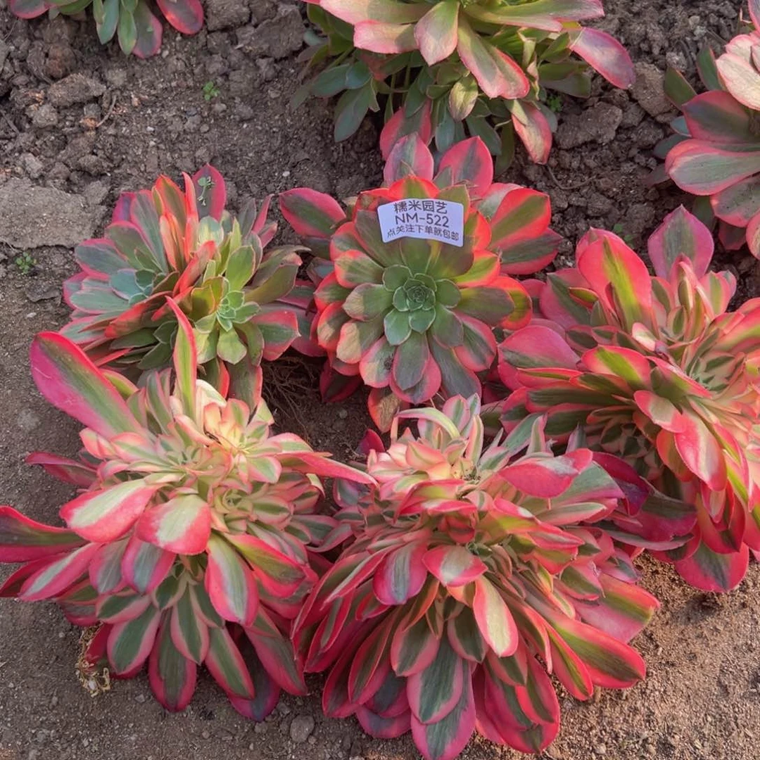 青*三女巫二女妖组522多肉植物