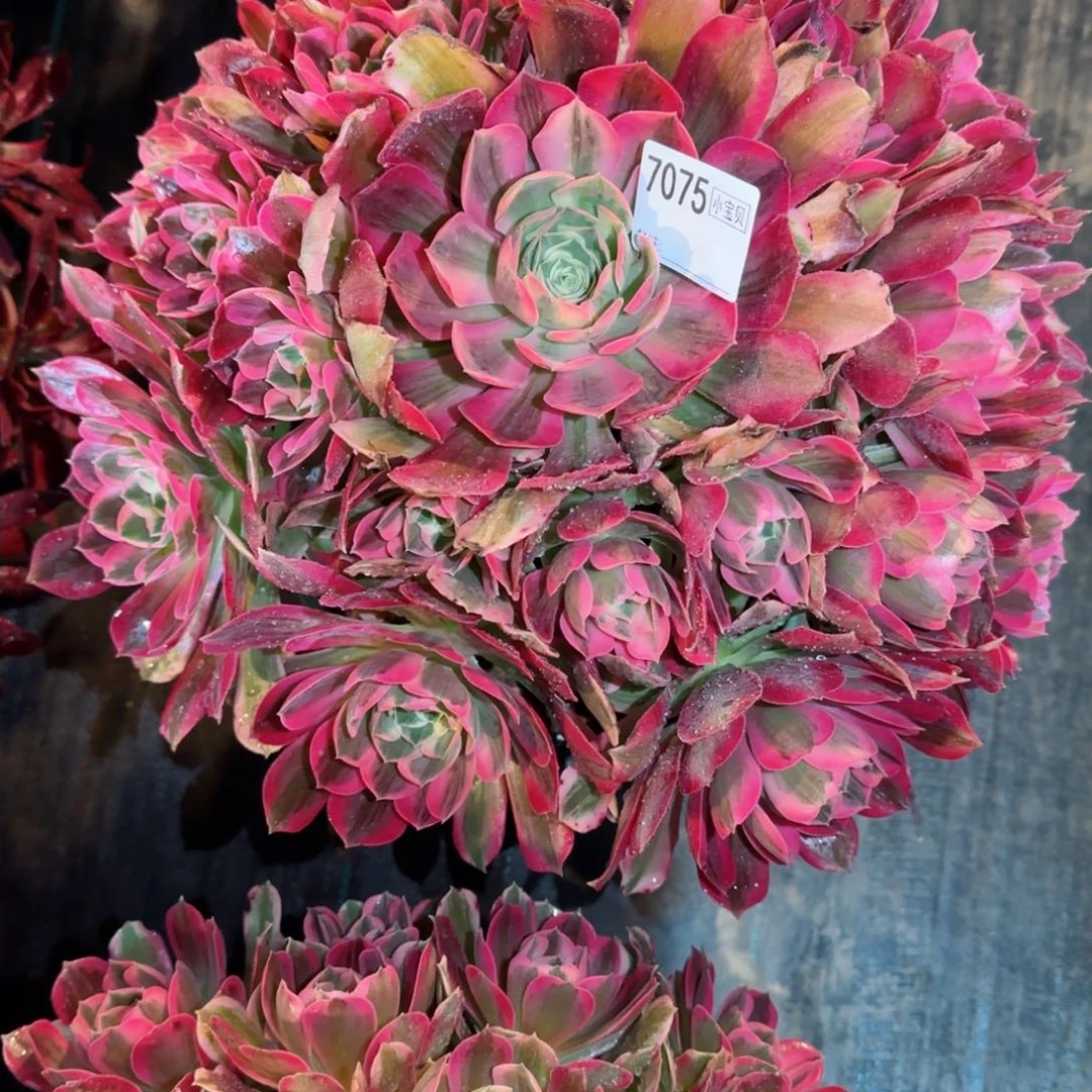 魏*7075多肉男神多肉