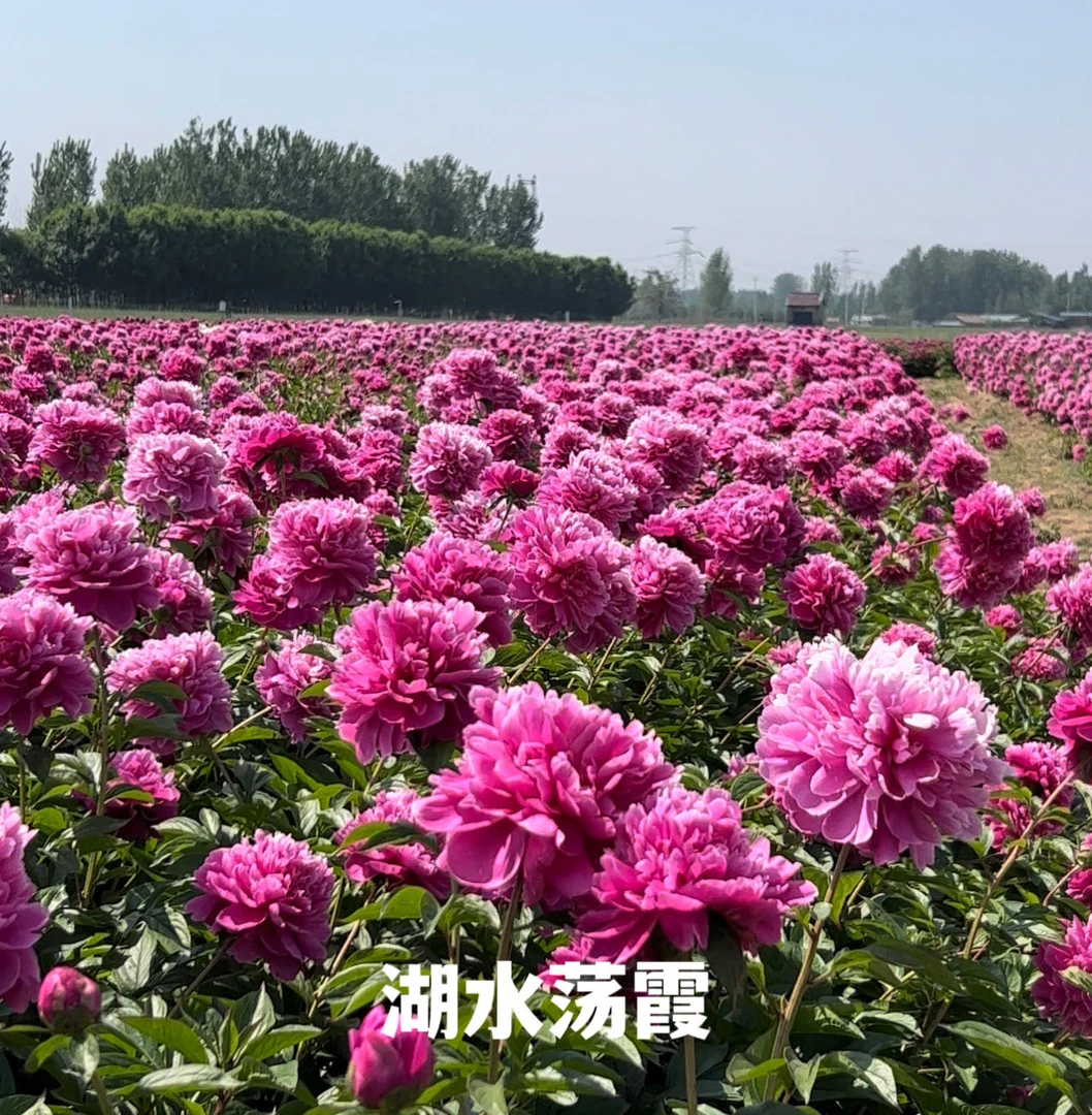 湖水荡霞 国产芍药