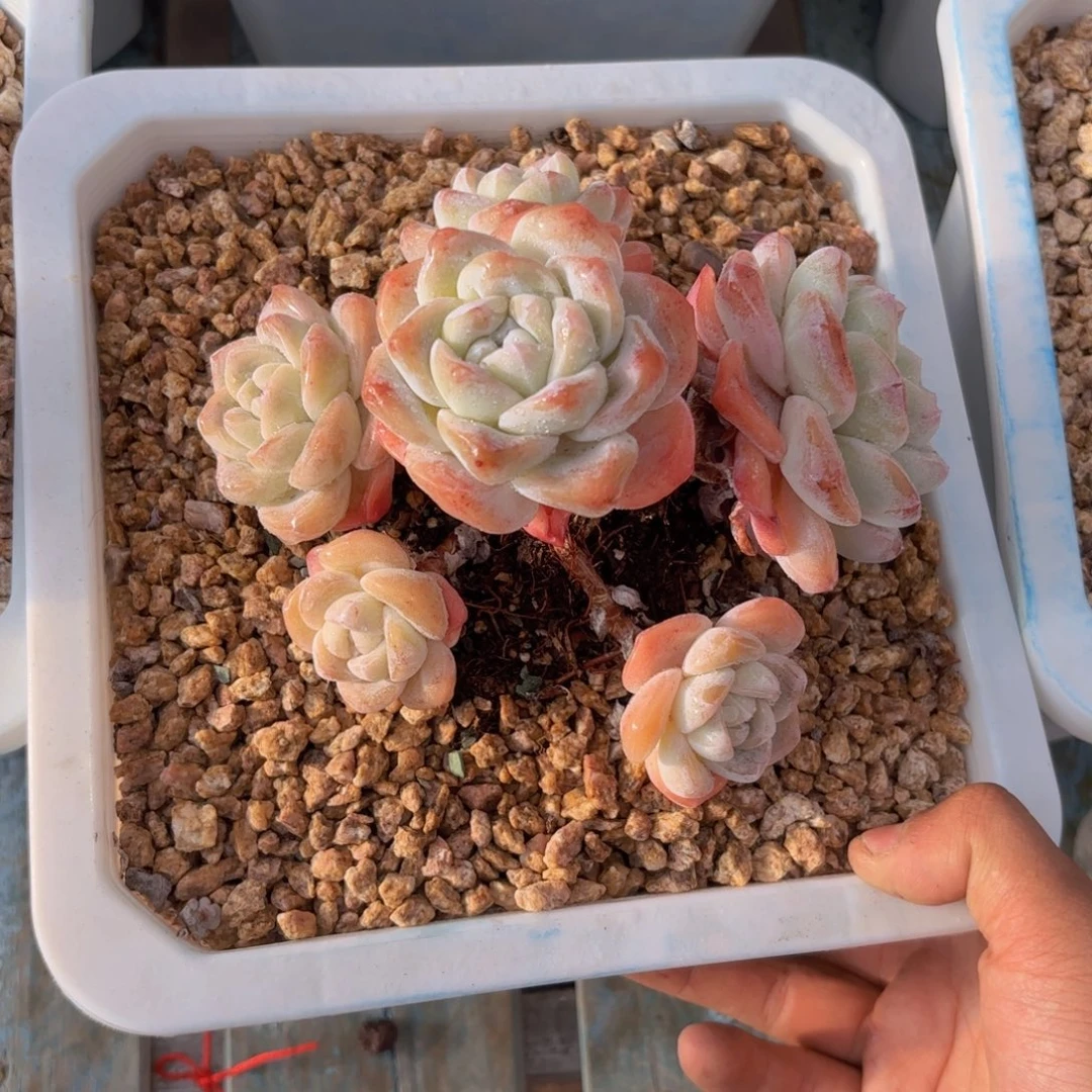 一物一拍，冰玉老桩