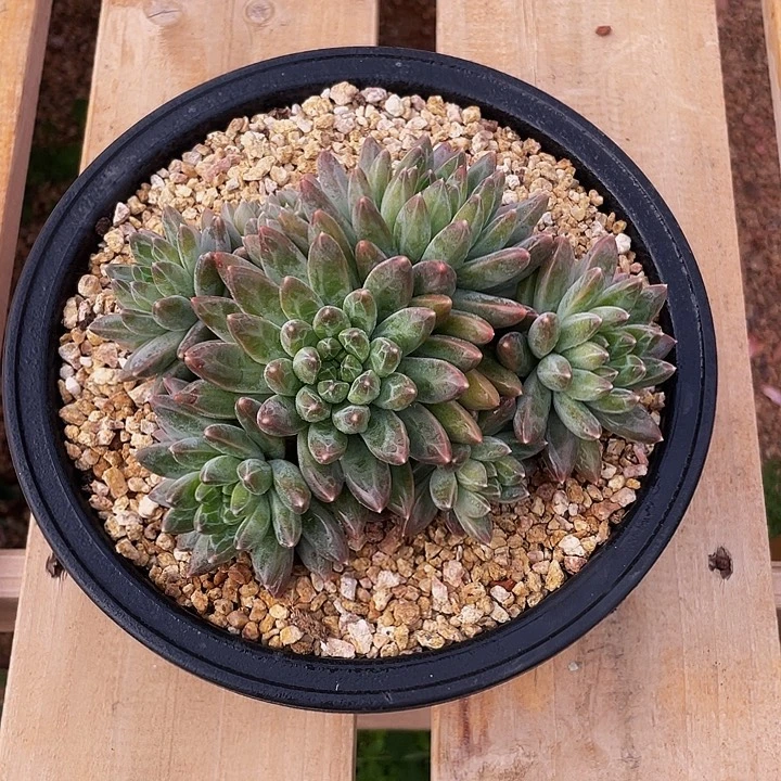 淡***定多肉植物、伊卡努斯