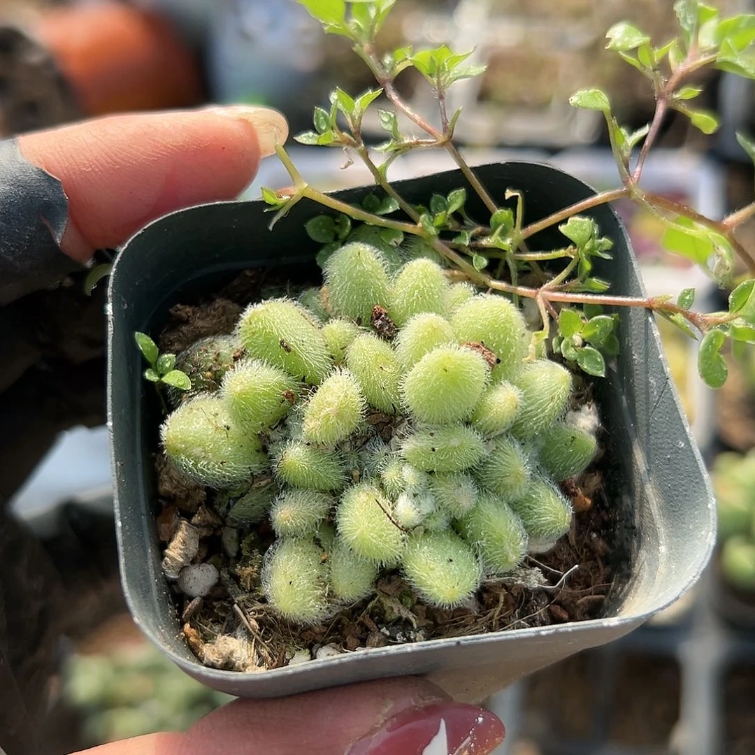 多肉植物信东尼开花