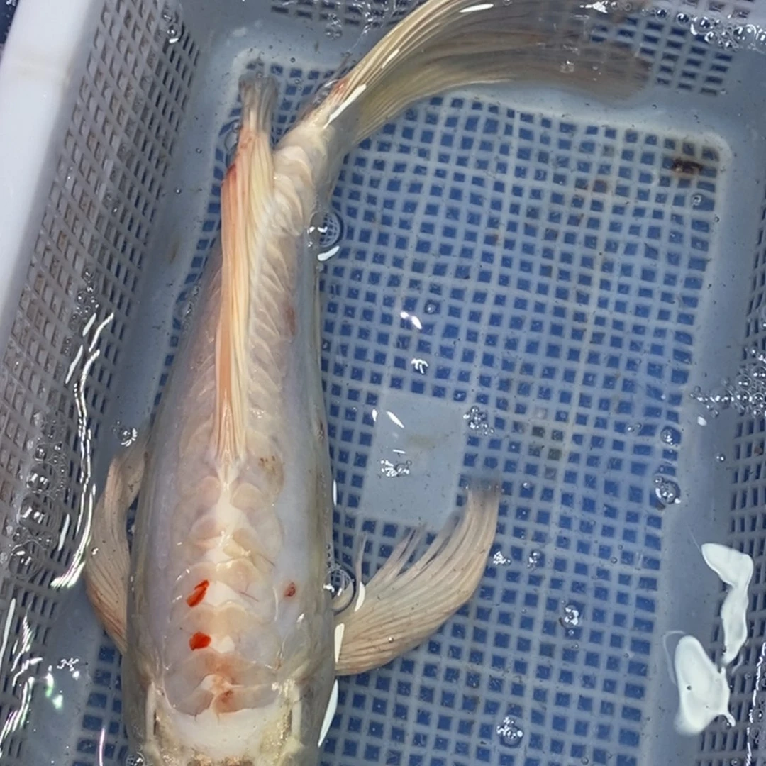锦鲤冷水锦鲤包邮