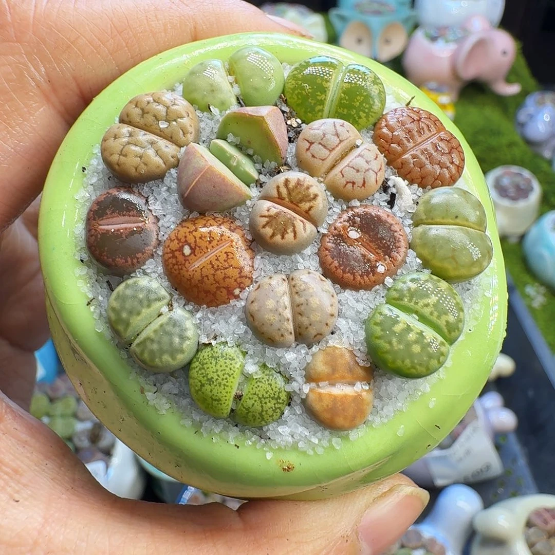 多肉植物福利冲11142