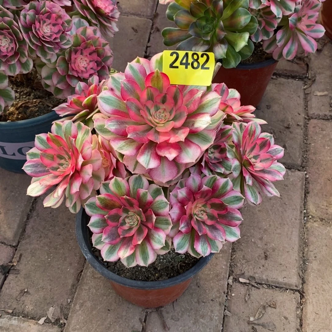 悠***谷青城多肉法师2482