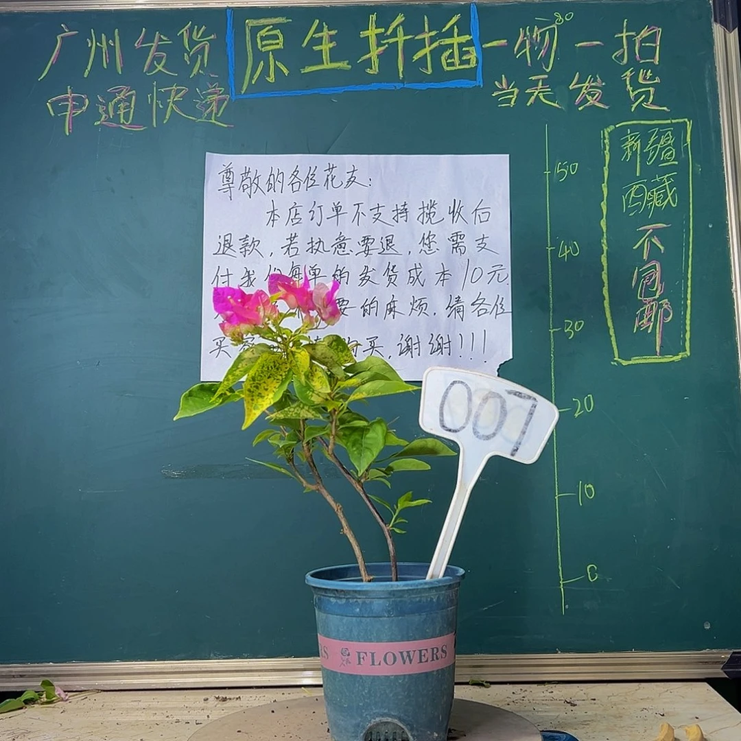 当前无花栽培后可以开花双杆 斑红樱007