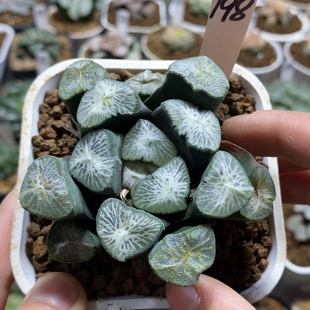 198大白妙十二多肉