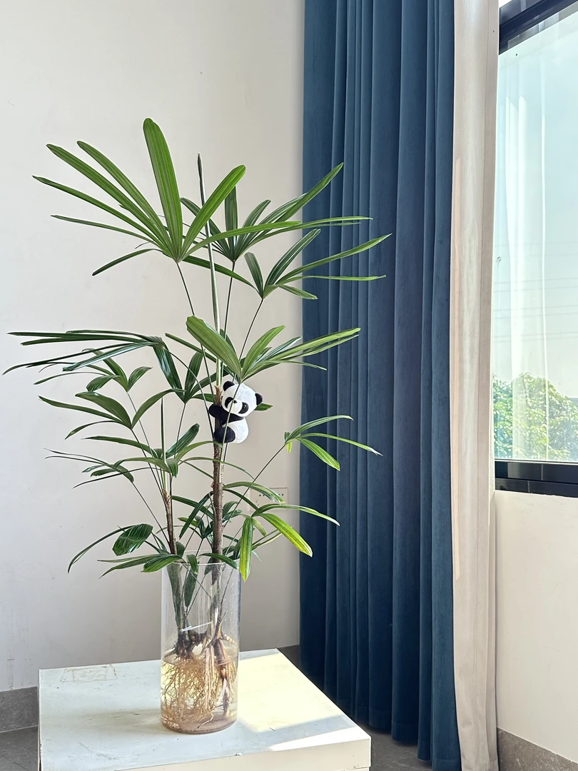 【送货上门】水培金山棕竹绿植净化空气室内水养可土盆栽客厅植物