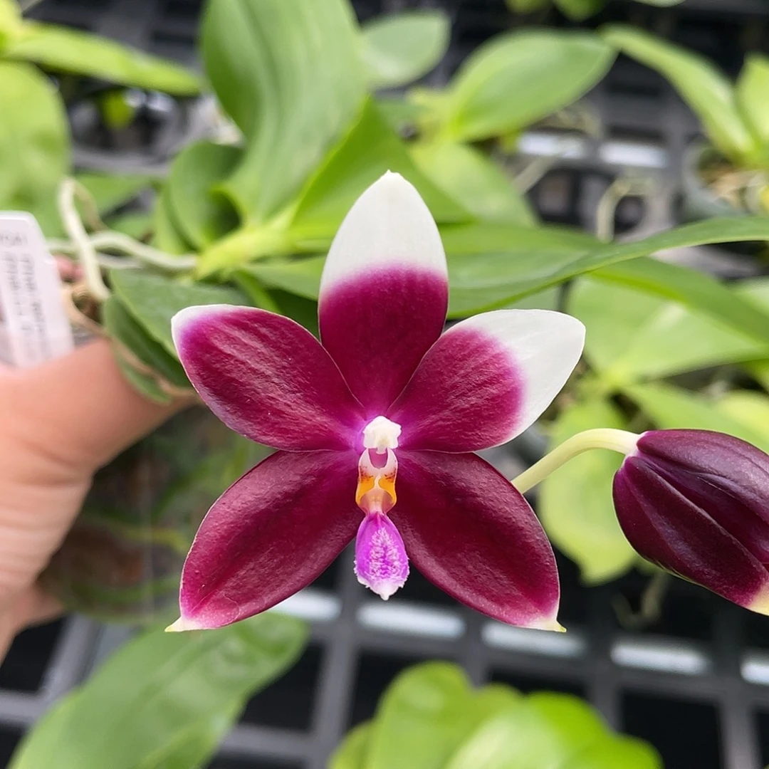 完全开放Yc41开花