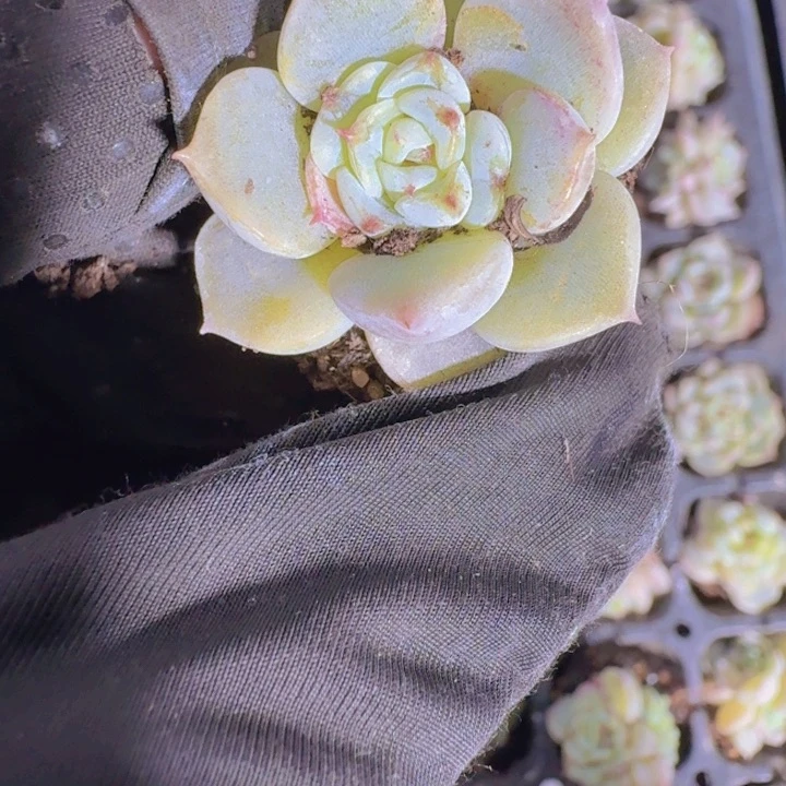 精品天鹅绒量拍两颗