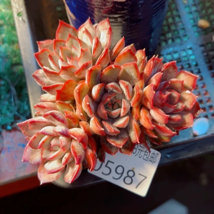 幸运的是我还没遇到过