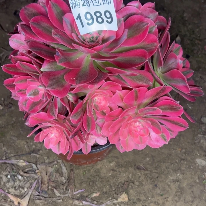 1989女巫多肉植物