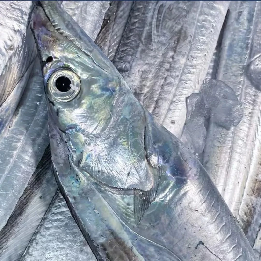 新疆莎莉野生吊带鱼刀鱼