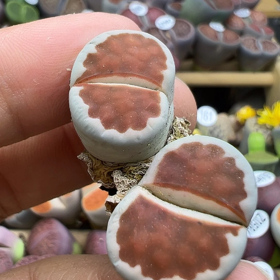 188超级福利自己体会