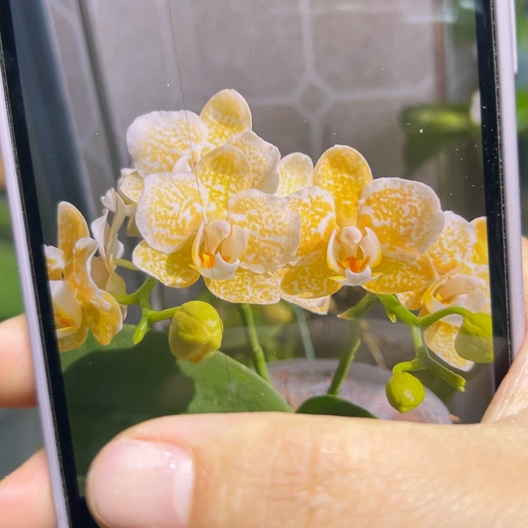 当前无花栽培后可以开花双梗黄金豹