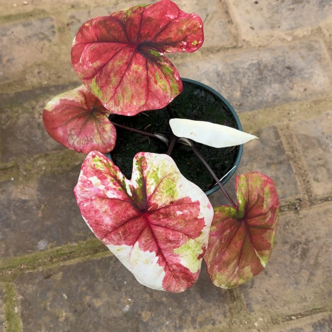 y***2哈拉吧啦（买一送一）1202