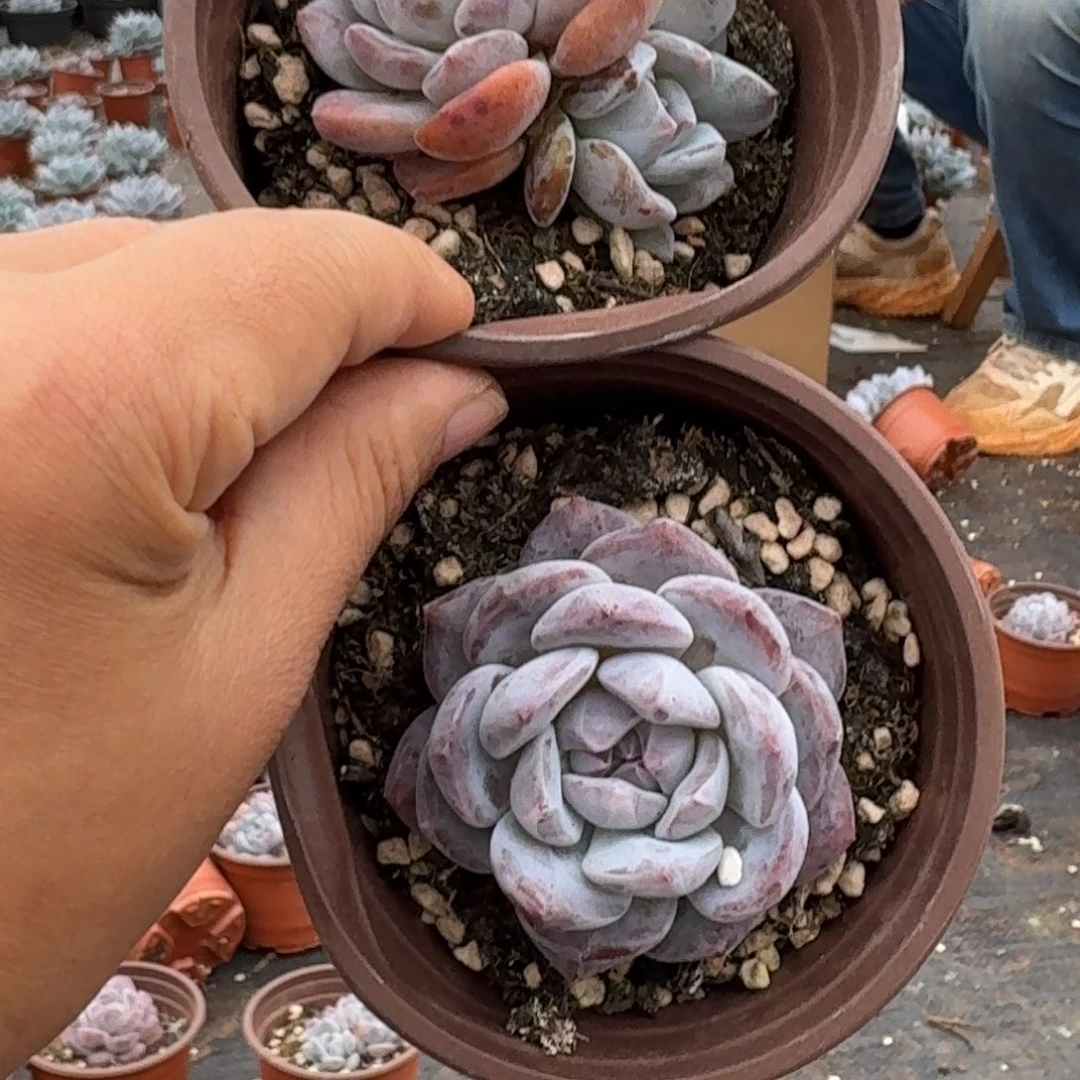 梦露单双混4厘米16棵不售后