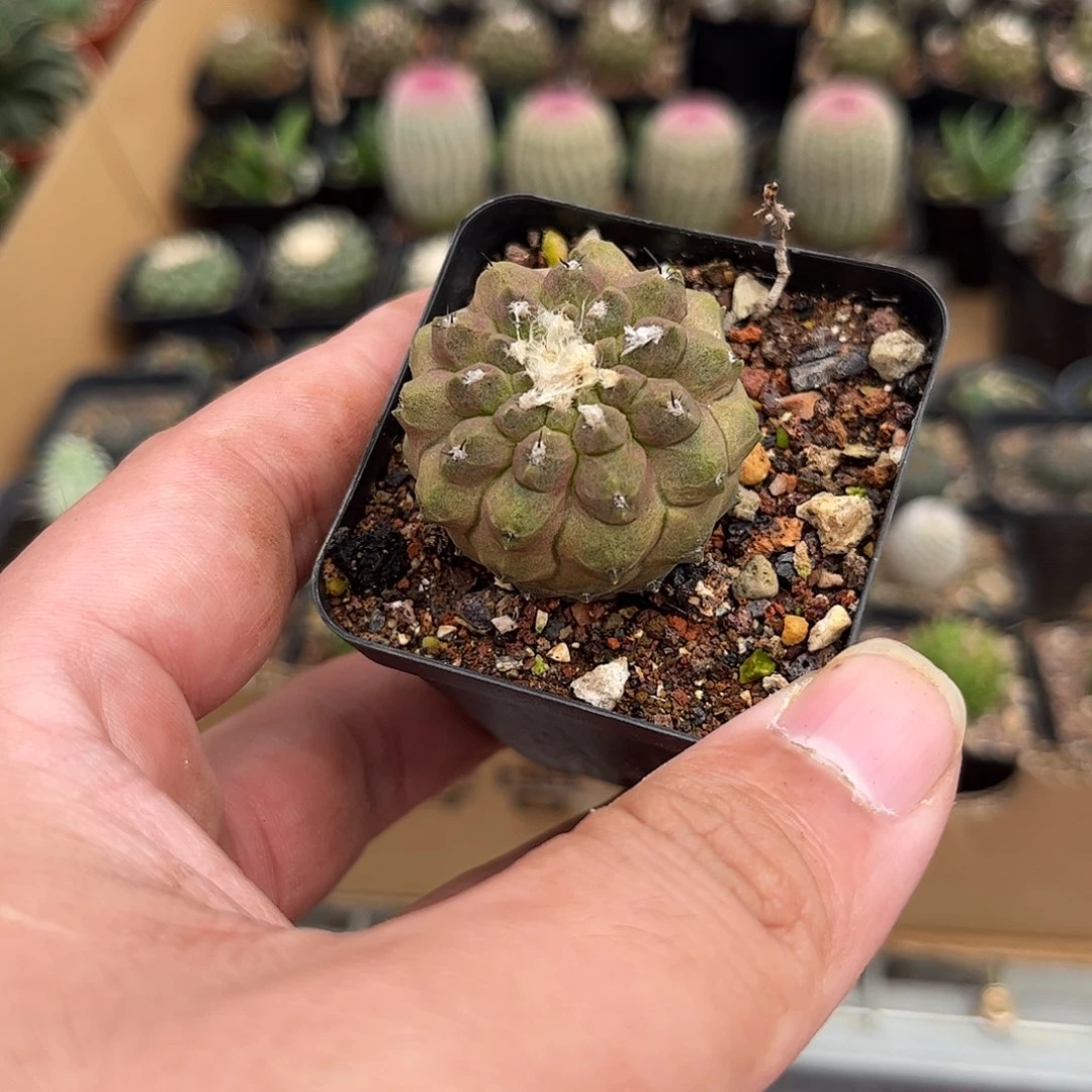 蜥蜴皮单头发货有根