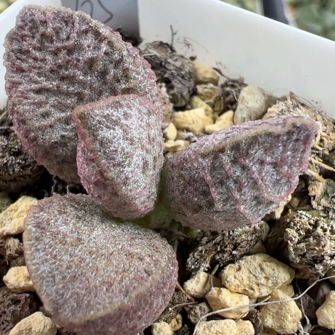 实生新品多肉植物水泡多肉植物水泡