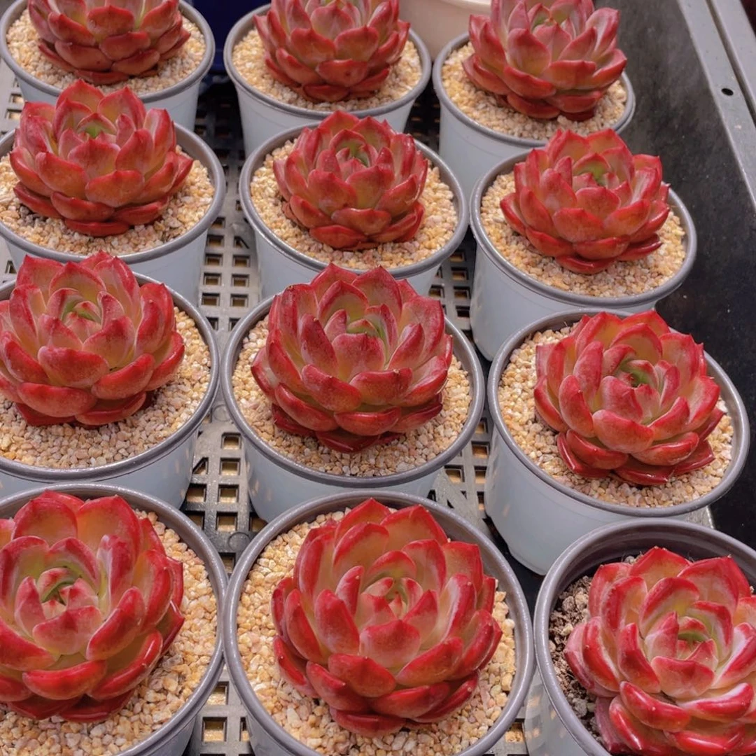 量拍4号 宽叶全状态夜魔侠母本单头精控一个