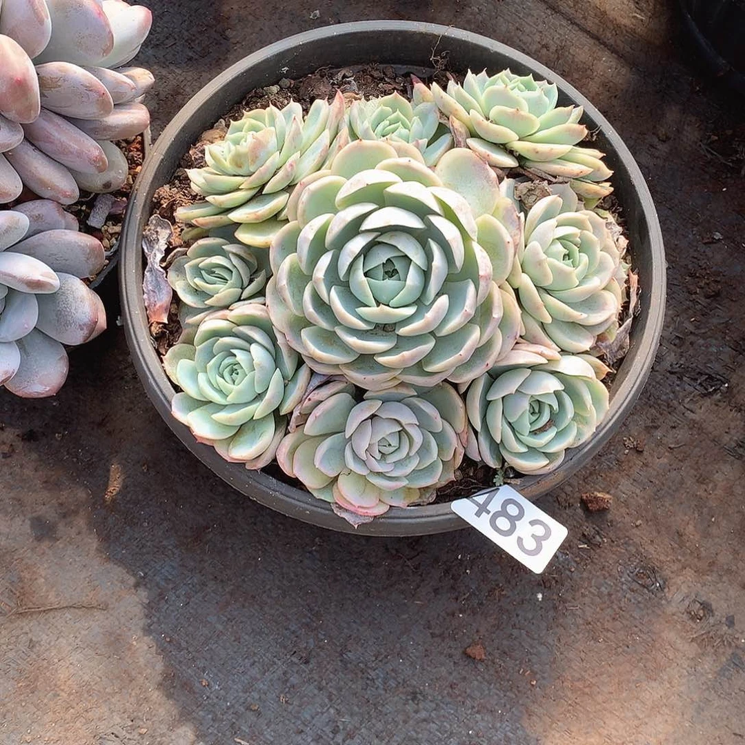 483约瑟琳 一物一拍多肉