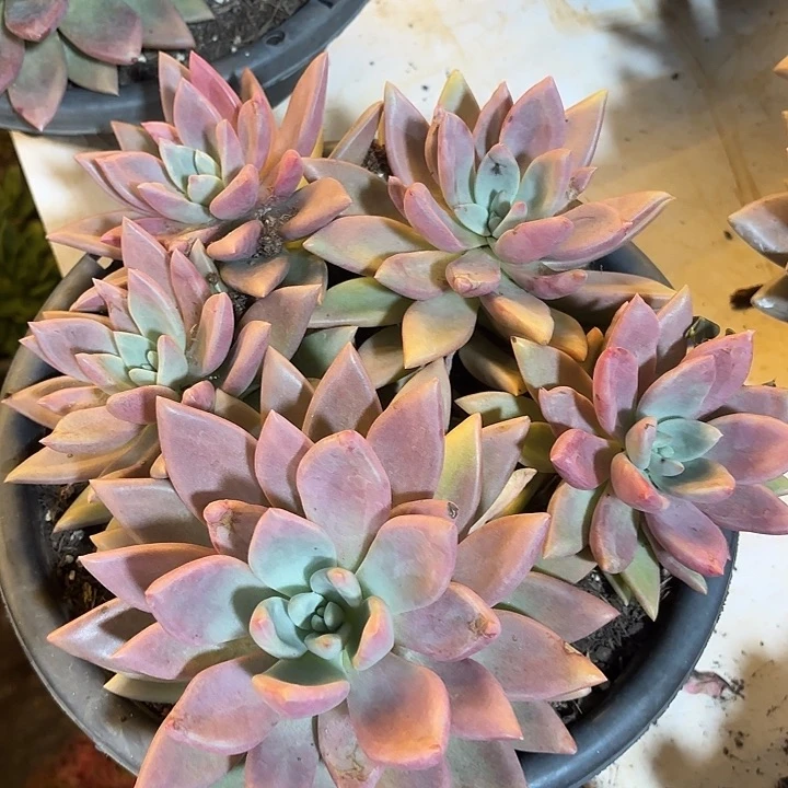 桃花源。 30。