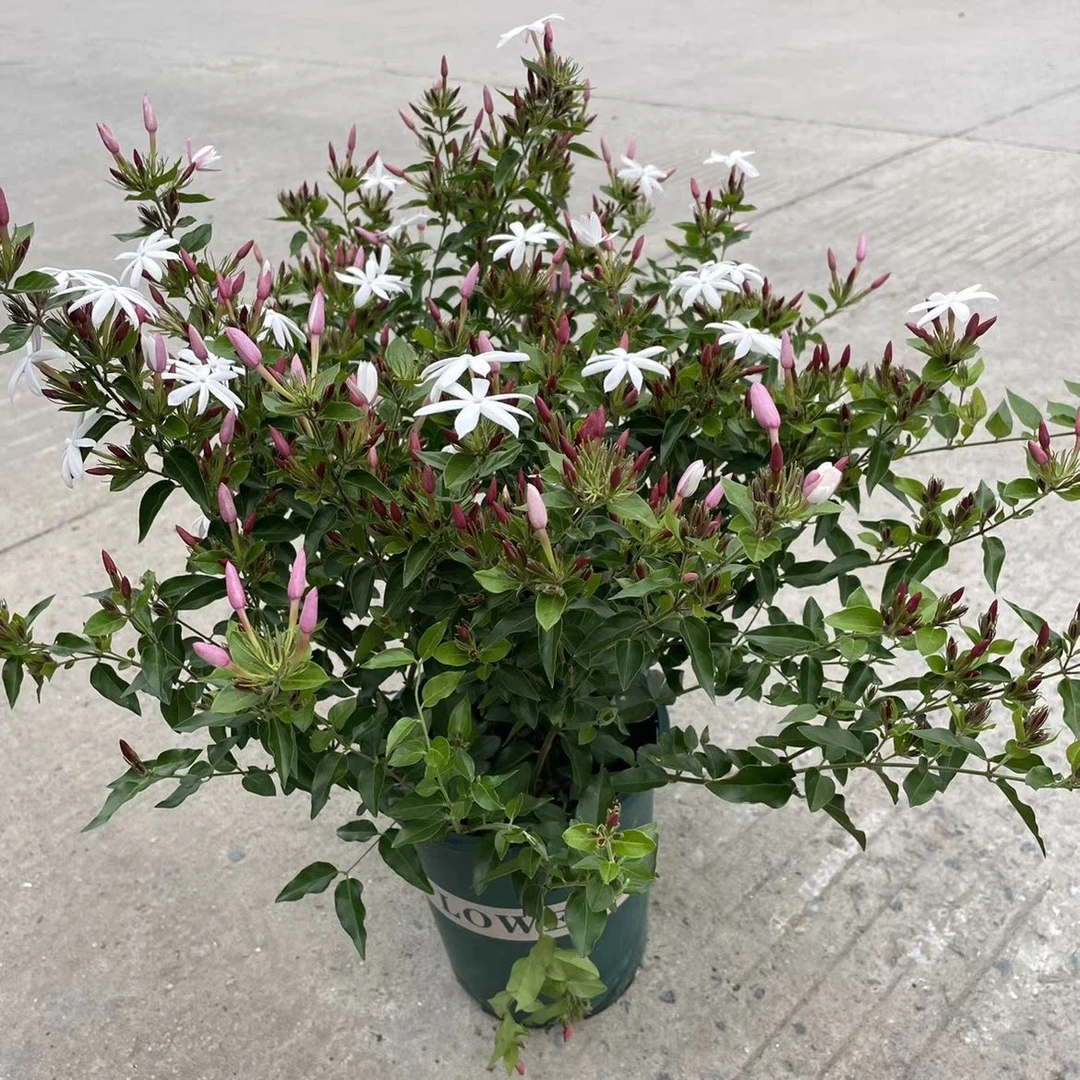 【粉苞茉莉花盆栽】茉莉花盆栽新品种四季茉莉花高颜值四季开花