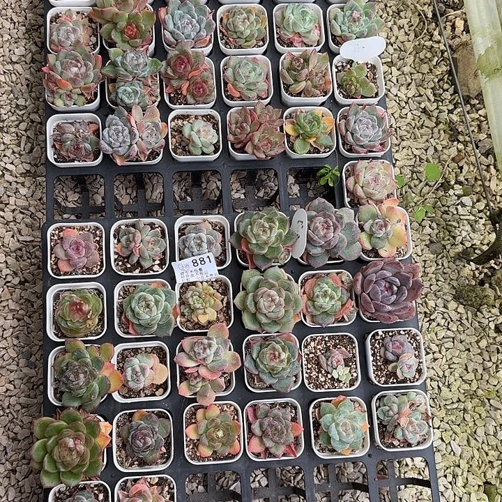 多***男如图881白方珍妮一份脱土发不售后