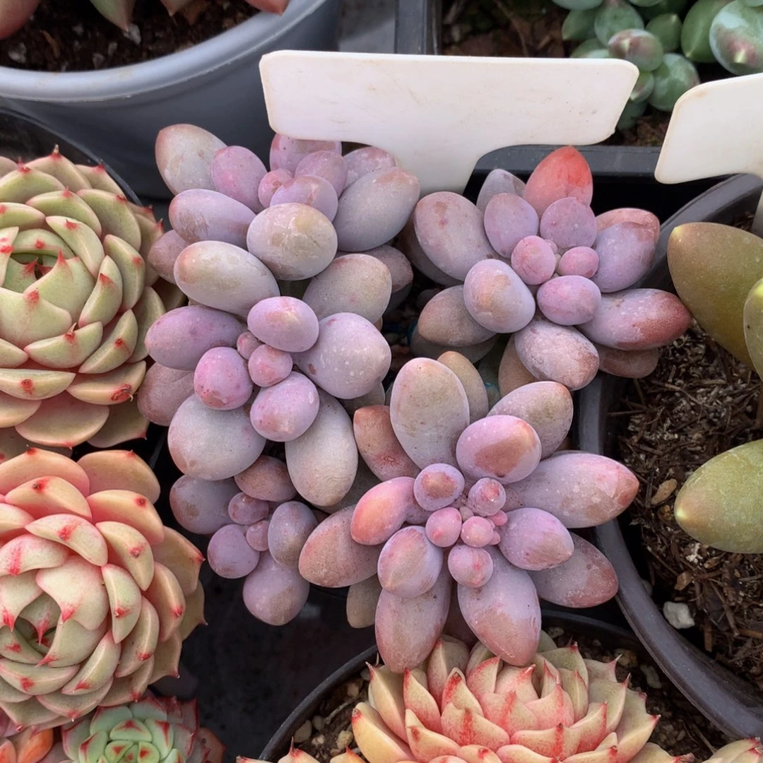 粉色恋人727272627722