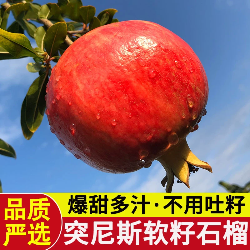 【爱心助力】四川会理突尼斯软籽石榴 净重3斤/4.5斤/8斤D