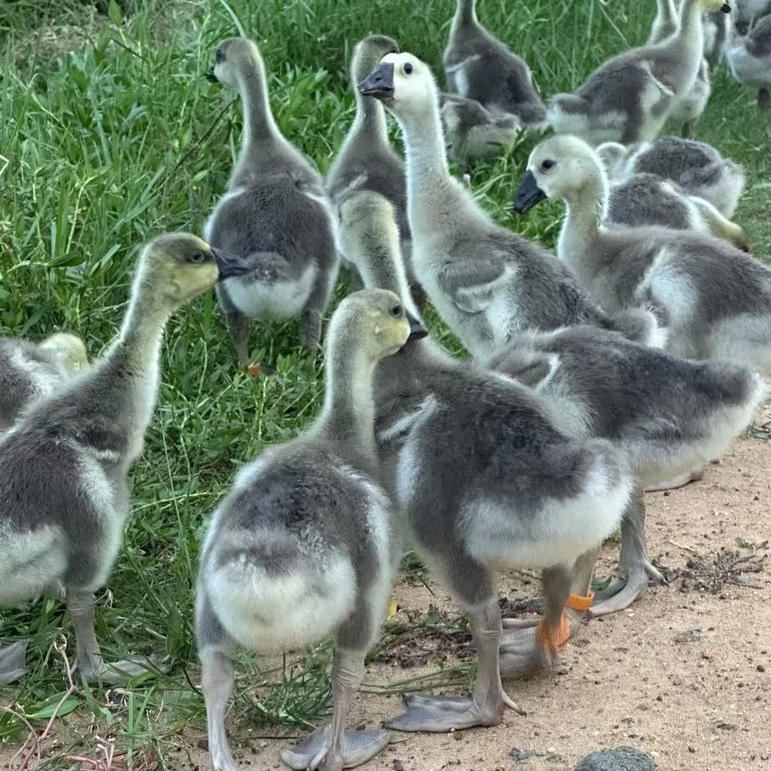 （1.5斤1只)网红宠物鸭鹅活体包到家
