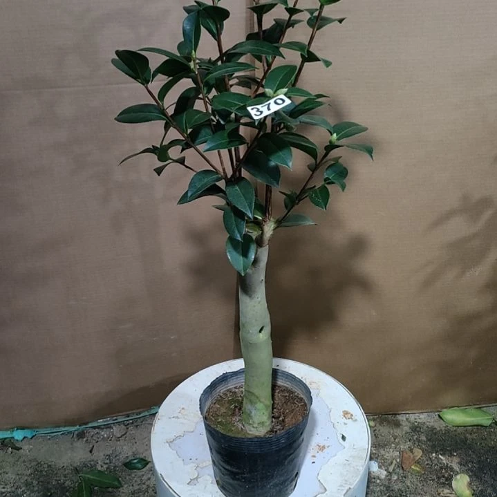 370斑水屋，原盆原土发货，不包邮