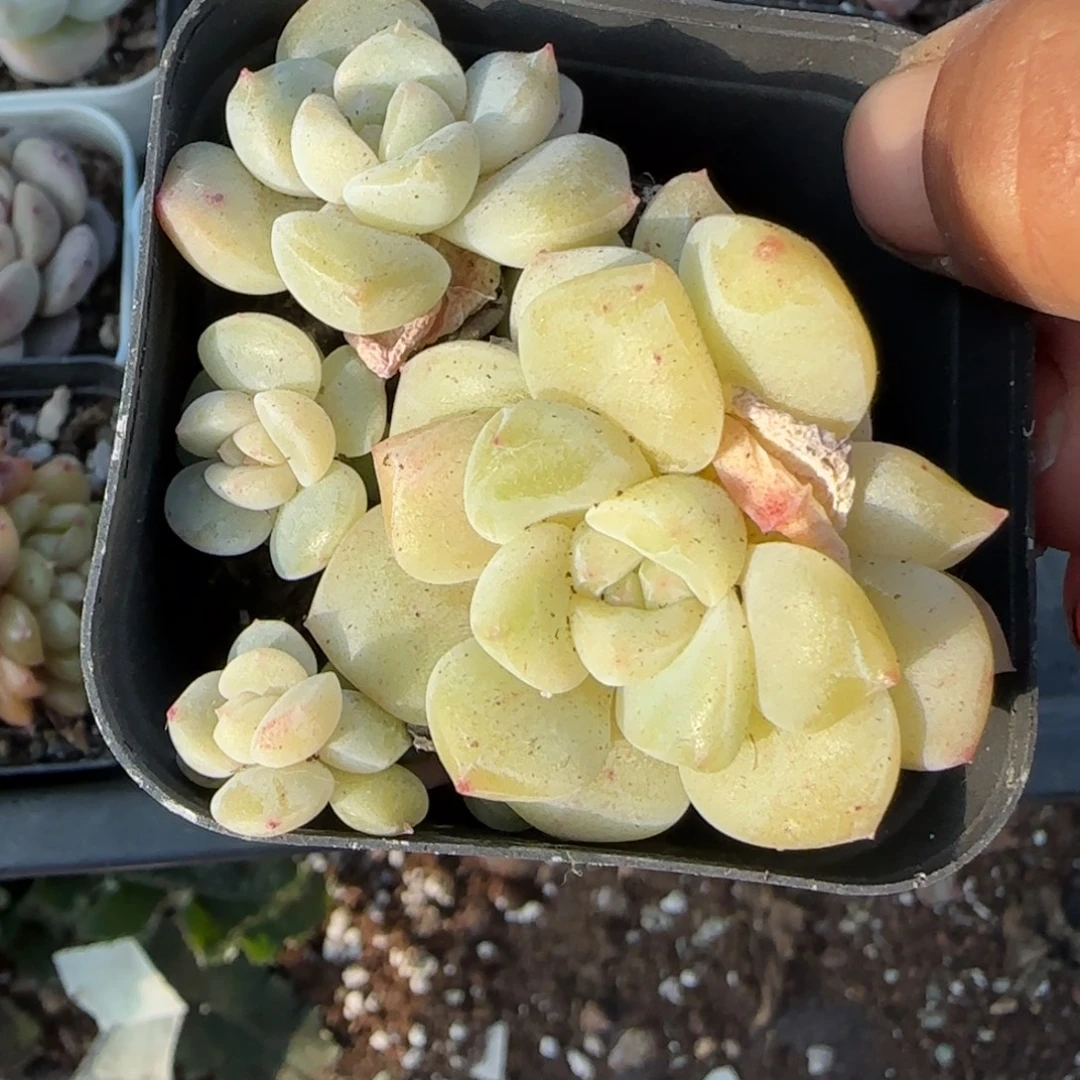 多肉小卡拉米糖心一物一拍