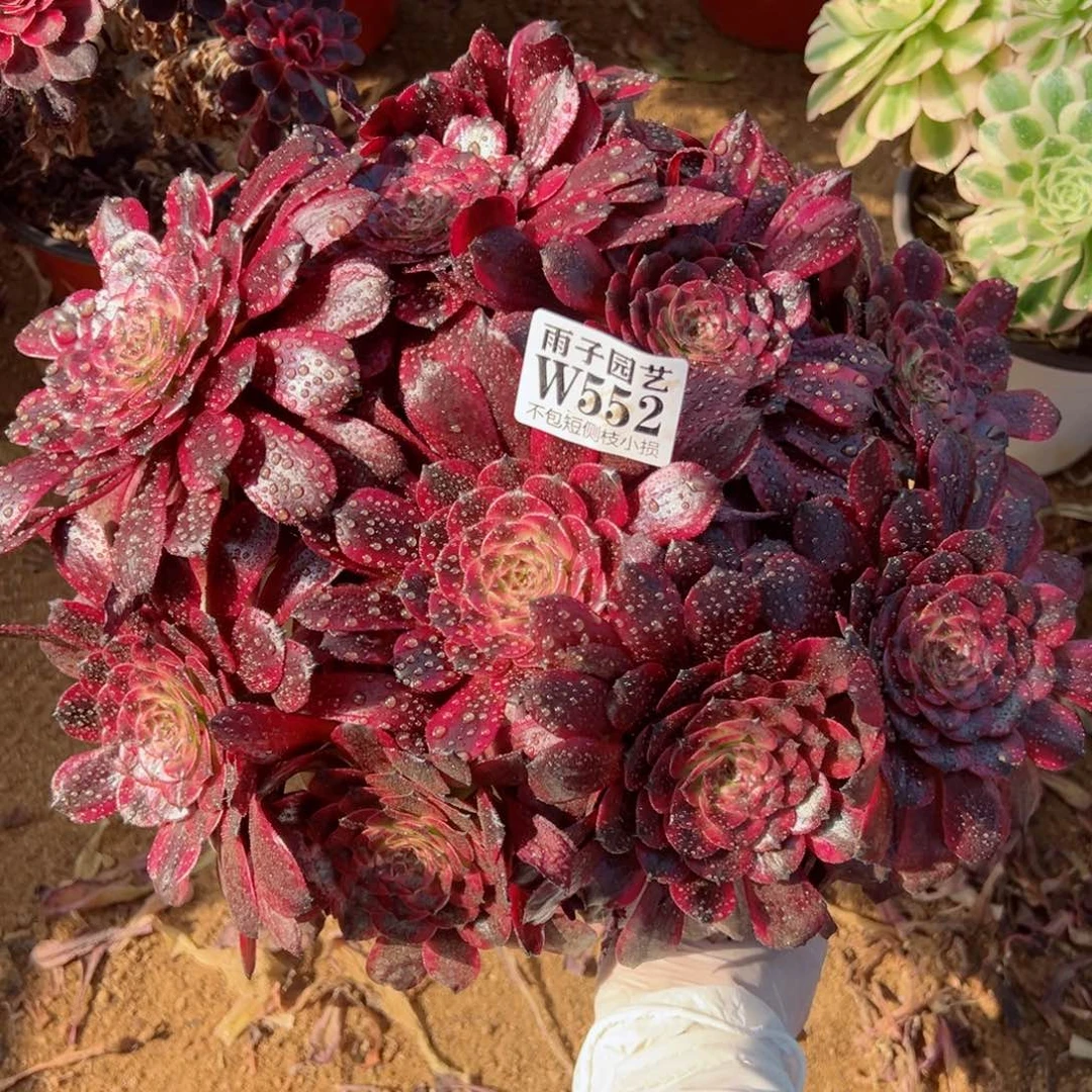 552美姬尺寸30左右当年桩