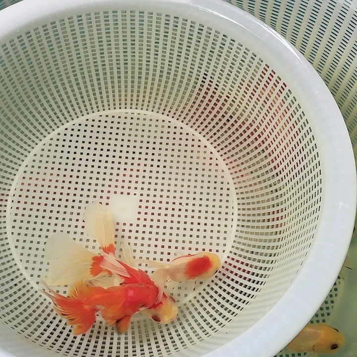 金鱼可挑可选观赏鱼