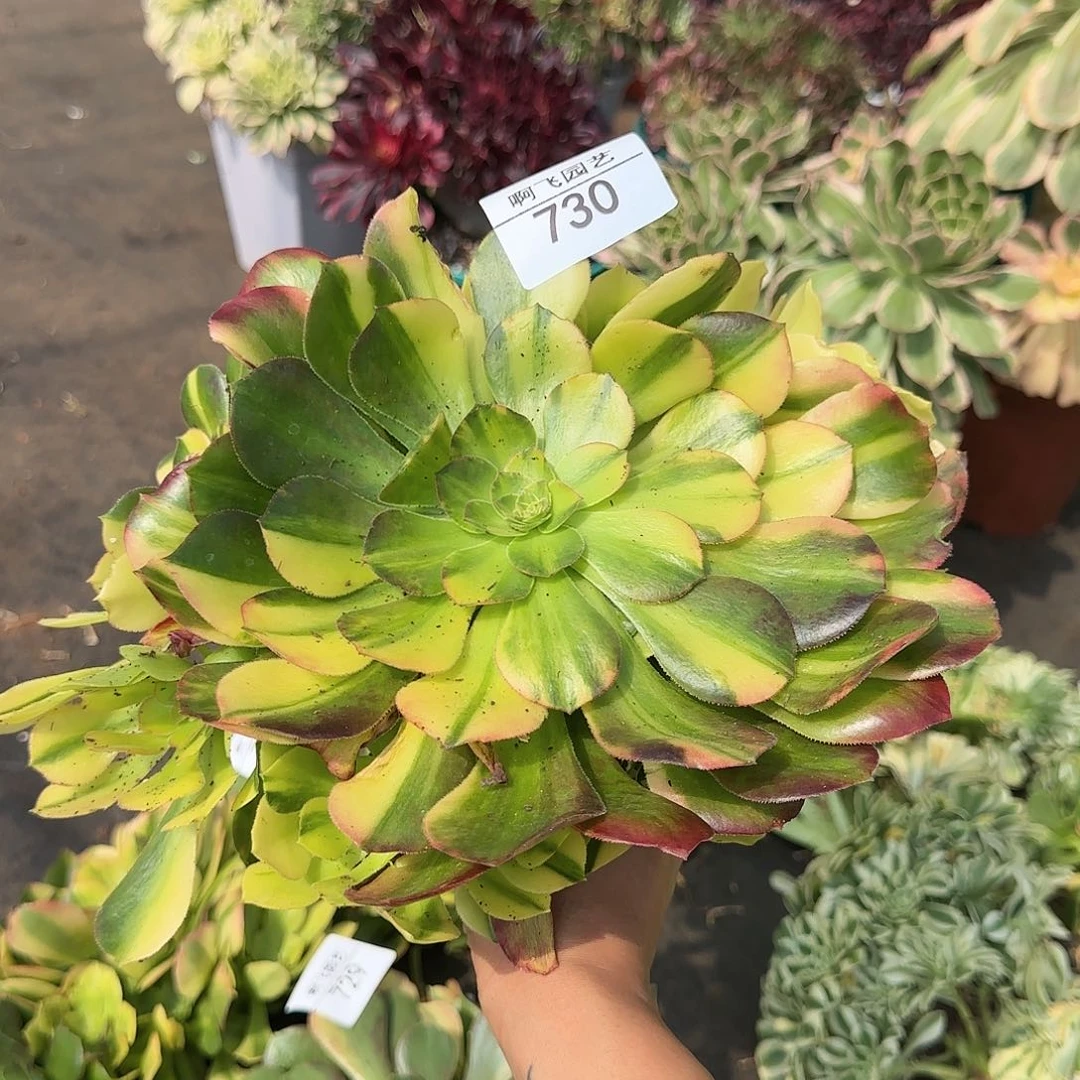 730多肉 邵羞七彩法师