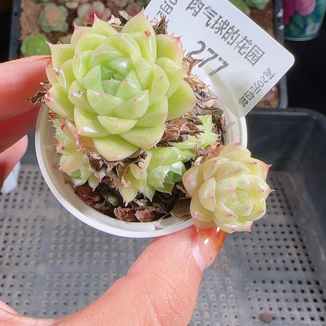 1027--277麦秆优选不包整