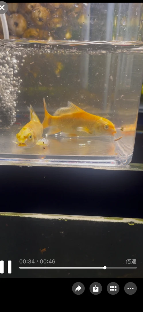 家用中小型透明玻璃懒人鱼缸客厅阳台装饰金鱼生态水族箱