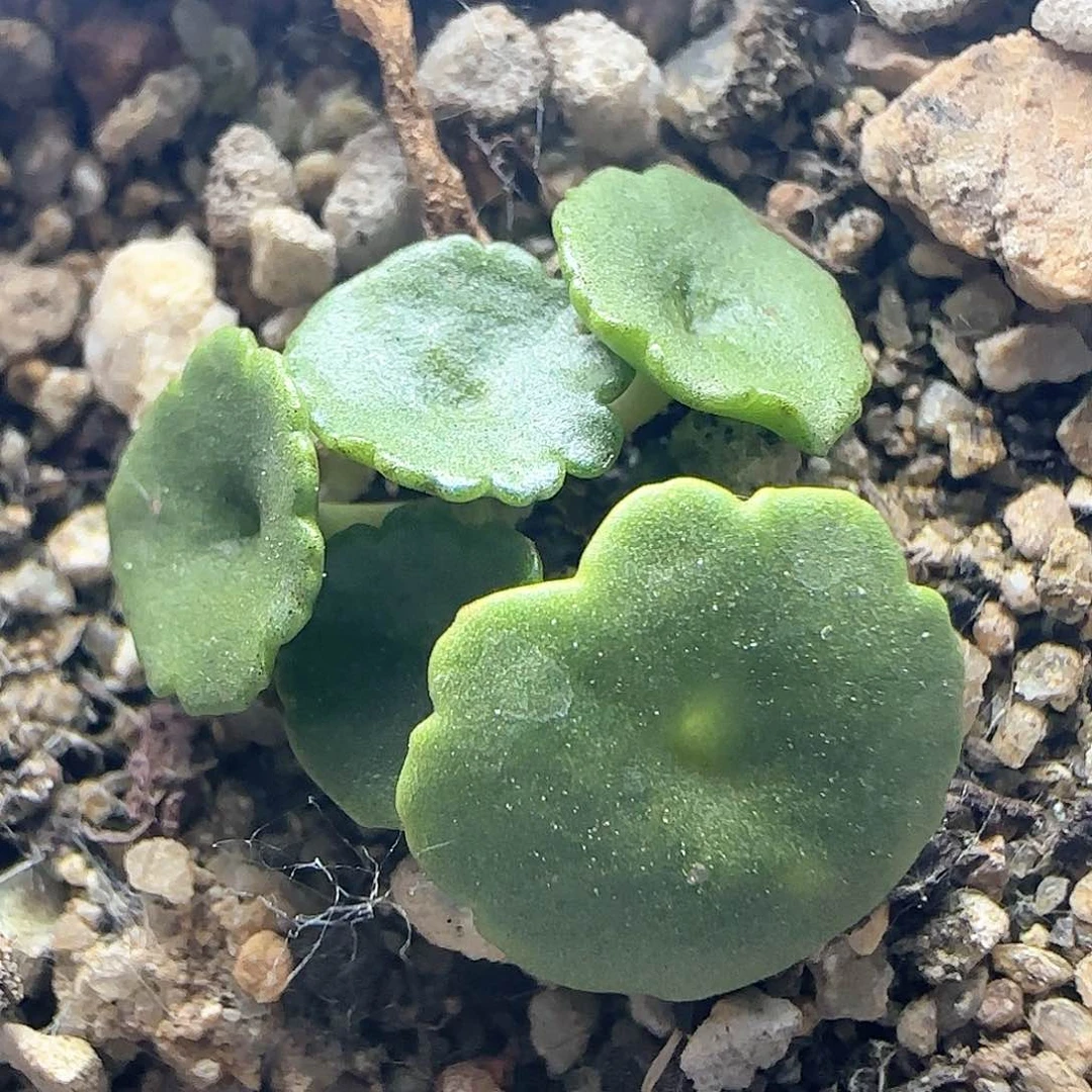 玉盃。          38074