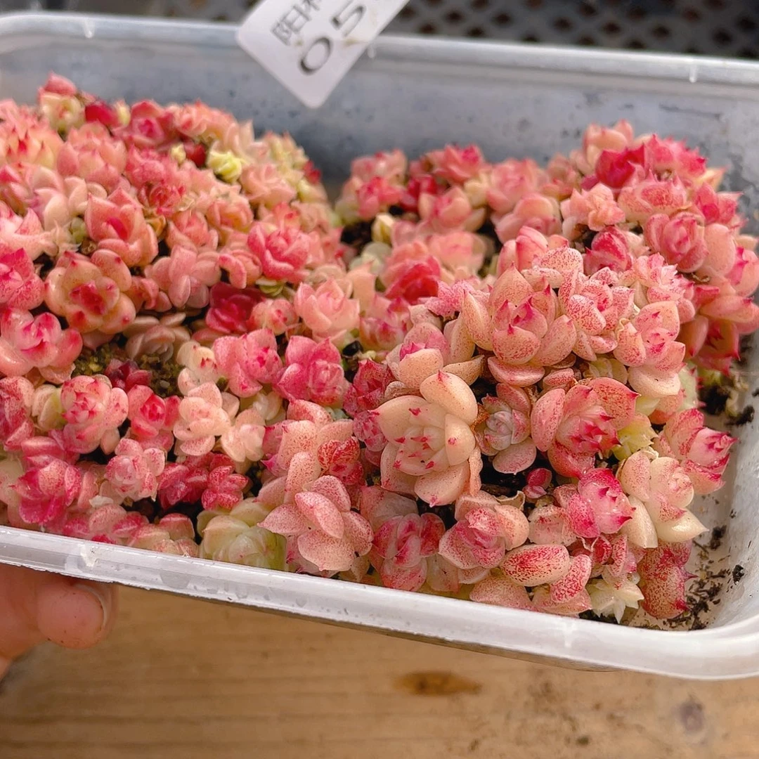 多肉植物多肉植物530