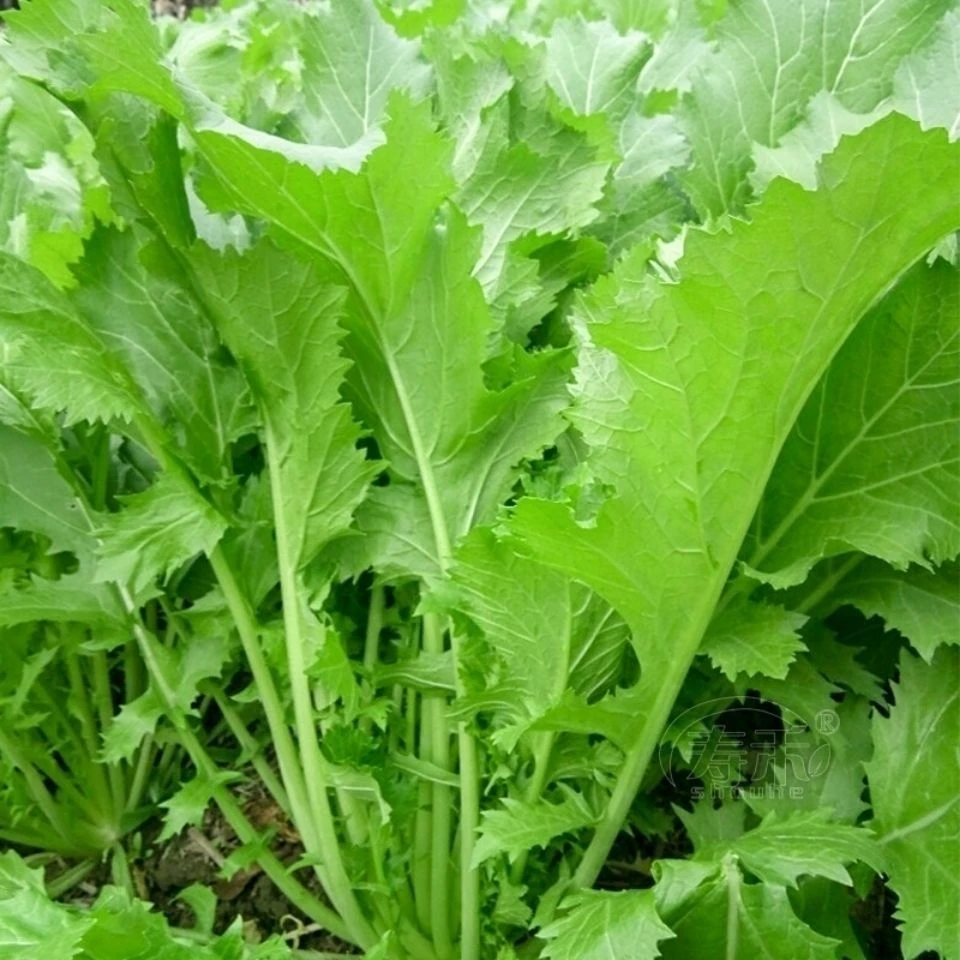 新品大叶雪里蕻种子雪菜种子大叶雪里红腌制梅干菜易种芥菜咸菜