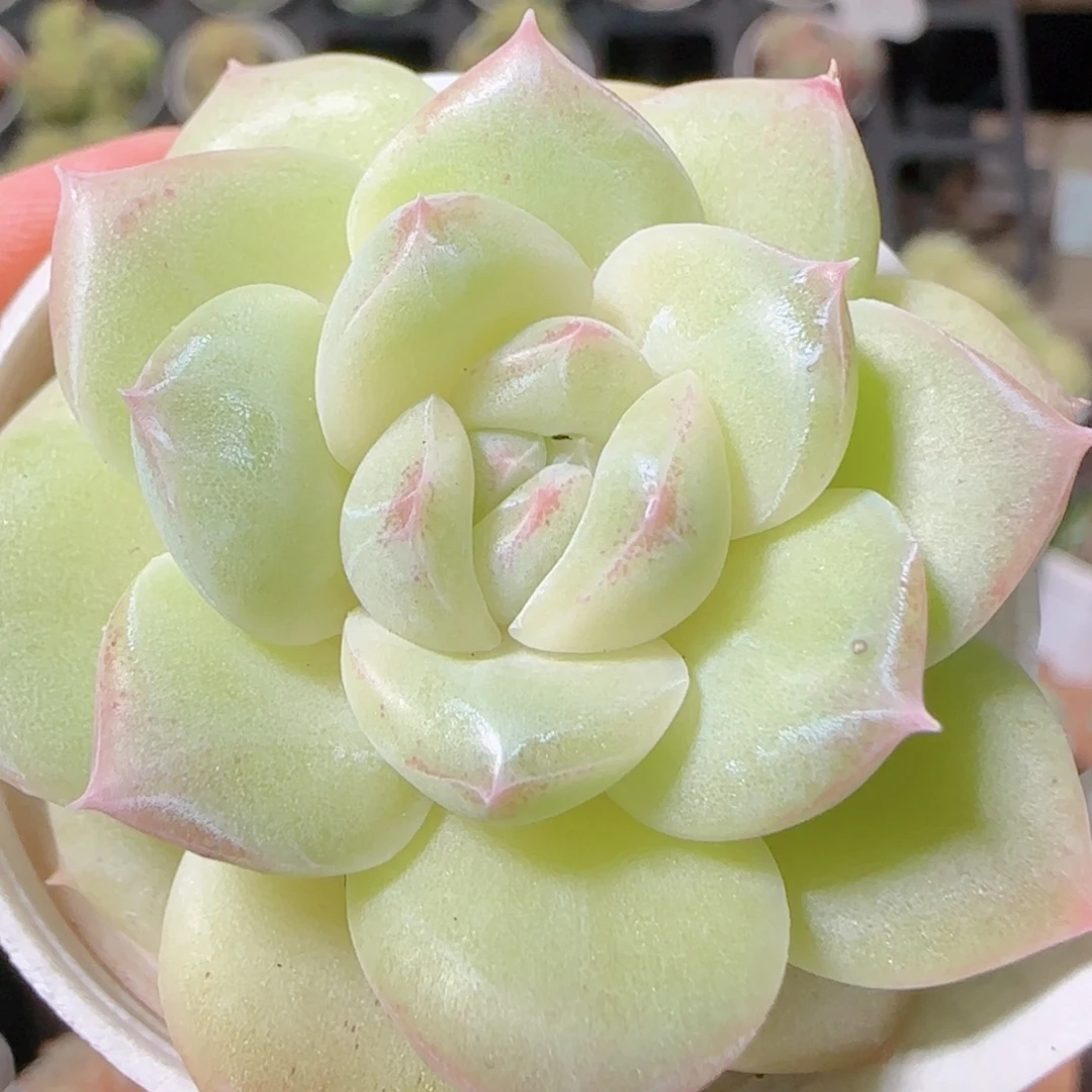 花语逸镜1030-284白桃