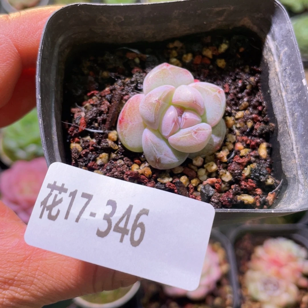 花利美17-346糖心冰玉